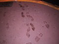 102-0273_IMG